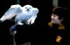 Harry i Hedwiga